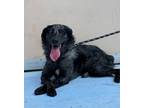 Adopt Banjo a Affenpinscher