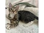 Adopt Flounder a Domestic Short Hair