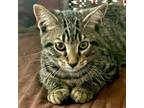 Adopt Comet a Domestic Short Hair