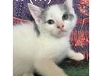 Adopt Gleam a Domestic Short Hair