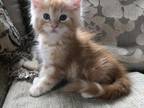 Male Maine Coon Kittens