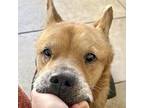 Adopt Princess aka Mila a Shepherd, Golden Retriever