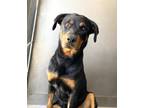Adopt MYSTIQUE a Rottweiler, Mixed Breed