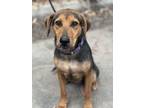 Adopt LILY BELLE a German Shepherd Dog, Mixed Breed