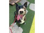 Adopt DUTCHESS a Pit Bull Terrier, Siberian Husky
