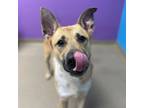 Adopt WICKED a German Shepherd Dog, Mixed Breed