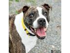 Adopt LUNA a Pit Bull Terrier