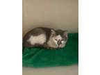 Adopt Camille a Domestic Short Hair