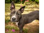 Adopt XZENA (SALLY) a Pit Bull Terrier, Mixed Breed