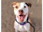 Adopt GINGER a Pit Bull Terrier, Australian Cattle Dog / Blue Heeler
