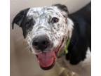 Adopt ALICE* a Australian Cattle Dog / Blue Heeler