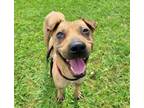 Adopt GIANNA a Shar-Pei, Mixed Breed
