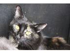 Adopt MOONBABY a Turkish Angora