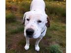 Adopt GUERA a Shar-Pei