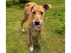Adopt MOLLY a German Shepherd Dog, Mixed Breed