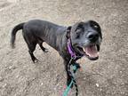 Adopt TIVA a Labrador Retriever