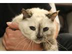 Adopt STARLA a Siamese