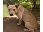 Adopt JESSE* a German Shepherd Dog