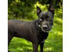 Adopt DULCINEA* a Australian Cattle Dog / Blue Heeler, Mixed Breed