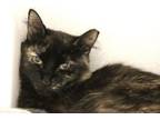 Adopt TIGEE a Turkish Angora