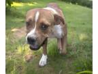 Adopt THUMBELINA* a Boxer