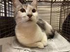 Adopt CONSTANCE a Domestic Short Hair