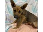 Adopt COOLER a German Shepherd Dog, Mixed Breed