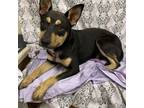 Adopt PIPER a German Shepherd Dog, Mixed Breed