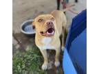 Adopt ROSIE a Pit Bull Terrier, Mixed Breed
