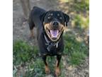 Adopt MINNIE a Rottweiler