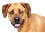 Adopt LUNA a Rhodesian Ridgeback, Black Mouth Cur