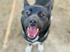 Adopt Dog a Akita, Mixed Breed