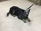 Adopt Dog a Australian Cattle Dog / Blue Heeler