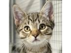 Adopt Pond a Domestic Short Hair