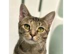 Adopt Riviera a Domestic Short Hair