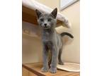 Adopt Kitten Yuna a Domestic Short Hair