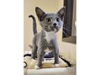 Adopt Kitten Yuri a Domestic Short Hair