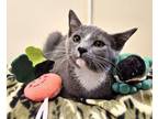 Adopt Kitten Yuki a Domestic Short Hair