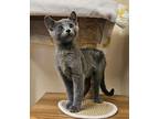 Adopt Kitten Yuzuki a Domestic Short Hair