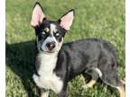 Adopt AYLA a Siberian Husky