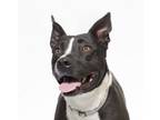 Adopt STELLA a Border Collie, Pit Bull Terrier