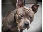 Adopt BELLA GOTTI a Pit Bull Terrier