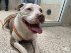 Adopt GIDGET a Staffordshire Bull Terrier