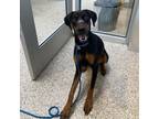 Adopt DONNA a Doberman Pinscher