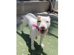Adopt ICEEY a Staffordshire Bull Terrier
