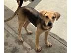 Adopt JORDAN a Hound, German Shepherd Dog