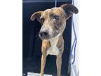 Adopt ALICE a Plott Hound, Mixed Breed