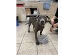 Adopt TALULLA a Pit Bull Terrier, Mixed Breed