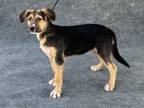 Adopt LAYLA a Australian Cattle Dog / Blue Heeler, Mixed Breed