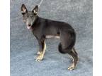 Adopt UNIQUE a German Shepherd Dog, Mixed Breed